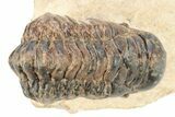 Crotalocephalina Trilobite - Lghaft, Morocco #273873-2